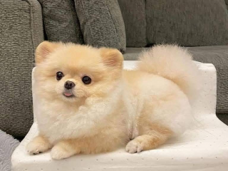 , Rozkošné šteniatka pomeraniana sú k dispozícii na opätovné umiestnenie...