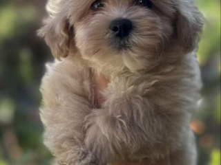 , Maltipoo šteniatka špičkovej genetiky