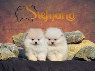 , Pomeranský špic BOO šteniatka