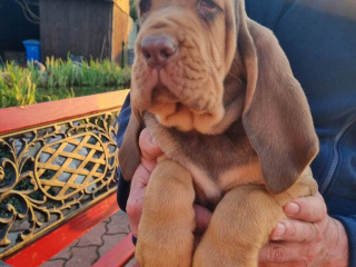 , bloodhound