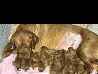 , Dogue de Bordeaux Bordó doga šteniatka
