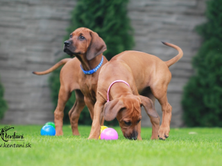 , Rhodesian Ridgeback