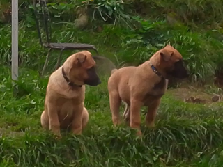 , Šteniatka BO-malinois(cross)
