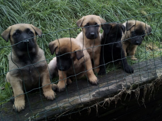 , Šteniatka BO-malinois