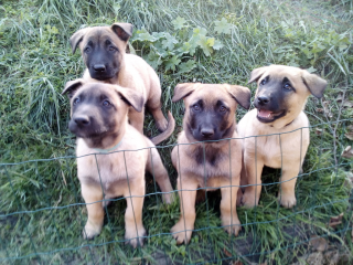 , Šteniatka BO-malinois(cross)