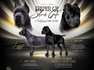 , Cane Corso krásne šteniatka