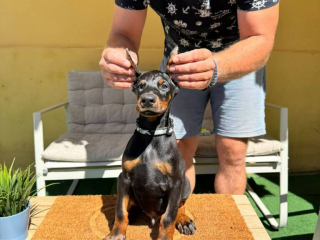 , Doberman šteniatka na predaj