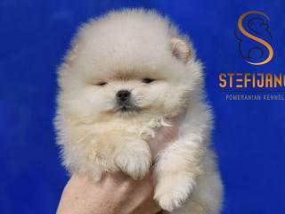 , Pomeranský špic BOO šteniatka