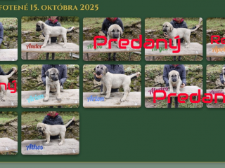 , Kangal Çoban Köpegi
