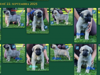 , Kangal Çoban Köpegi