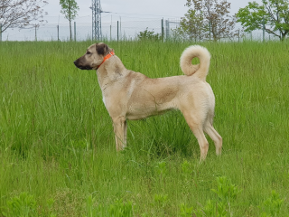 , Kangal Çoban Köpegi