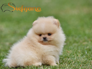 , Pomeranský špic BOO šteniatka