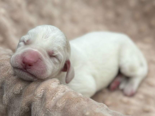 , Spinone italiano - štěniatko