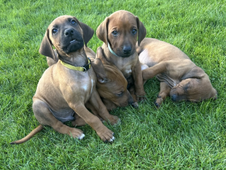 , Šteniatka Rhodesian Ridgeback /Rhodézsky ridgeback