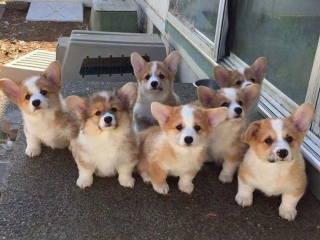 , Rozkošný waleský corgi pembroke