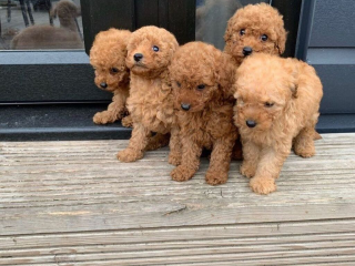 , Krásne čistokrvné šteniatka Cavapoo.