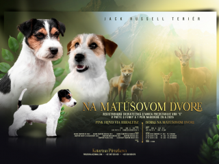 , Jack Russell Terier FCI s PP