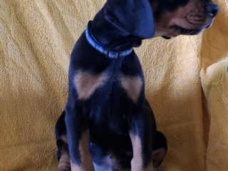 , Doberman – Krásne Šteniatka