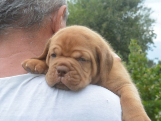 , Bordó doga (Dogue de Bordeaux) krásne šteniatka