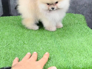 , Krásne šteniatko pomeraniana.