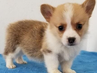 , Rozkošný waleský corgi pembroke.
