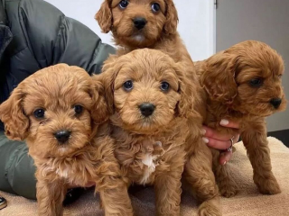 , Krásne čistokrvné šteniatka Cavapoo.