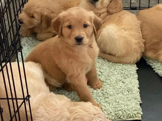 , Krásne šteniatka Leberador Retriever pripravené do nového domova.