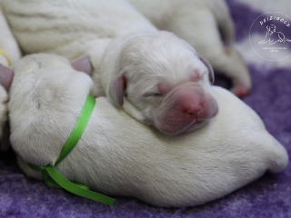 , Labrador retriever s rodokmeňom pôvodu