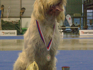 , Talianský spinone