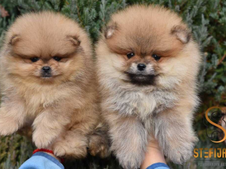 , Pomeranský špic BOO šteniatka