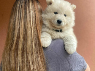 , Samojed šteniatka 