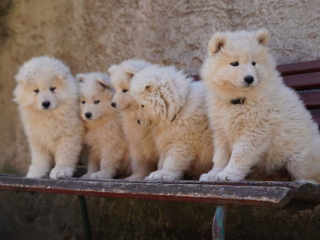 , Samojed šteniatka