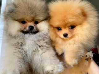 , Nadýchané šteniatka pomeraniana
