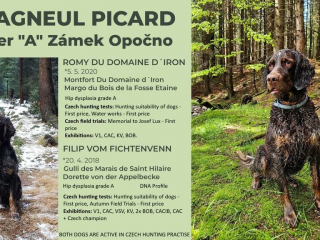 , PIKARDSKÝ ŠPANIEL