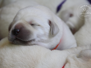 , Labrador retriever s rodokmeňom pôvodu