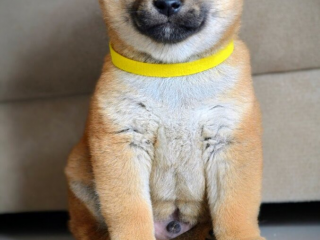 , Shiba Inu krásne šteniatka
