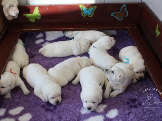 , Labrador retriever s rodokmeňom pôvodu