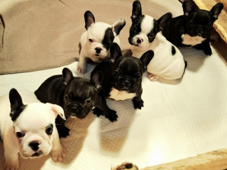 , Francúzsky buldog – Špičkové šteniatka