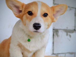, Welsh Corgi Pembroke – Krásne šteniatka