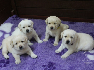 , Labrador retriever s rodokmeňom pôvodu