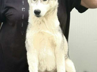 , Siberian Husky – sučka šteniatko