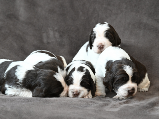 , Anglický špringeršpaněl s PP