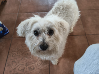 , Stratil sa vyplašený a asi zranený maltezák v Bernolákove