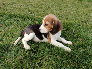 , Bígl, bígel, beagle