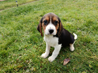 , Bígl, bígel, beagle
