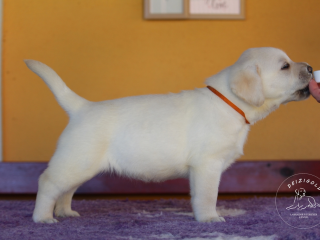 , Labrador retriever s rodokmeňom pôvodu