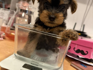 , nádherné čistokrvné šteniatka yorkshirského teriéra