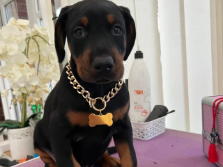 , Doberman Puppies for sale