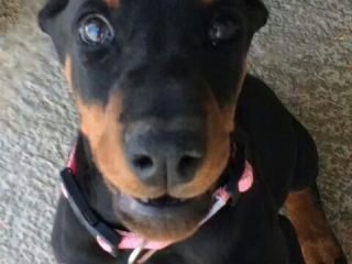 , Doberman Pinscher Puppies Available 3 //E-Mail-Adresse......experttdocx@gmail.com