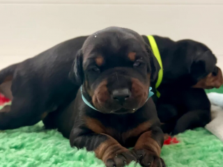 , Adorable Doberman Puppies Available ( E-Mail-Adresse......experttdocx@gmail.com)